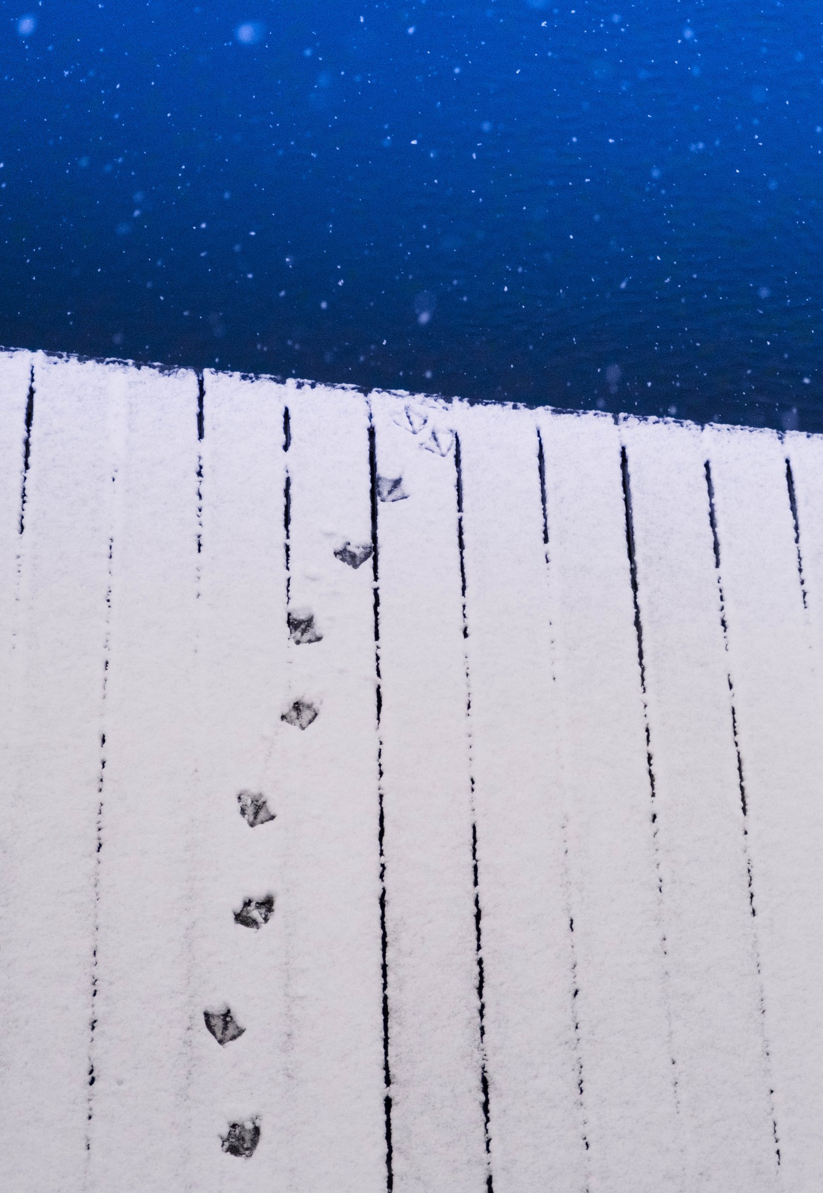 01 snow tracks