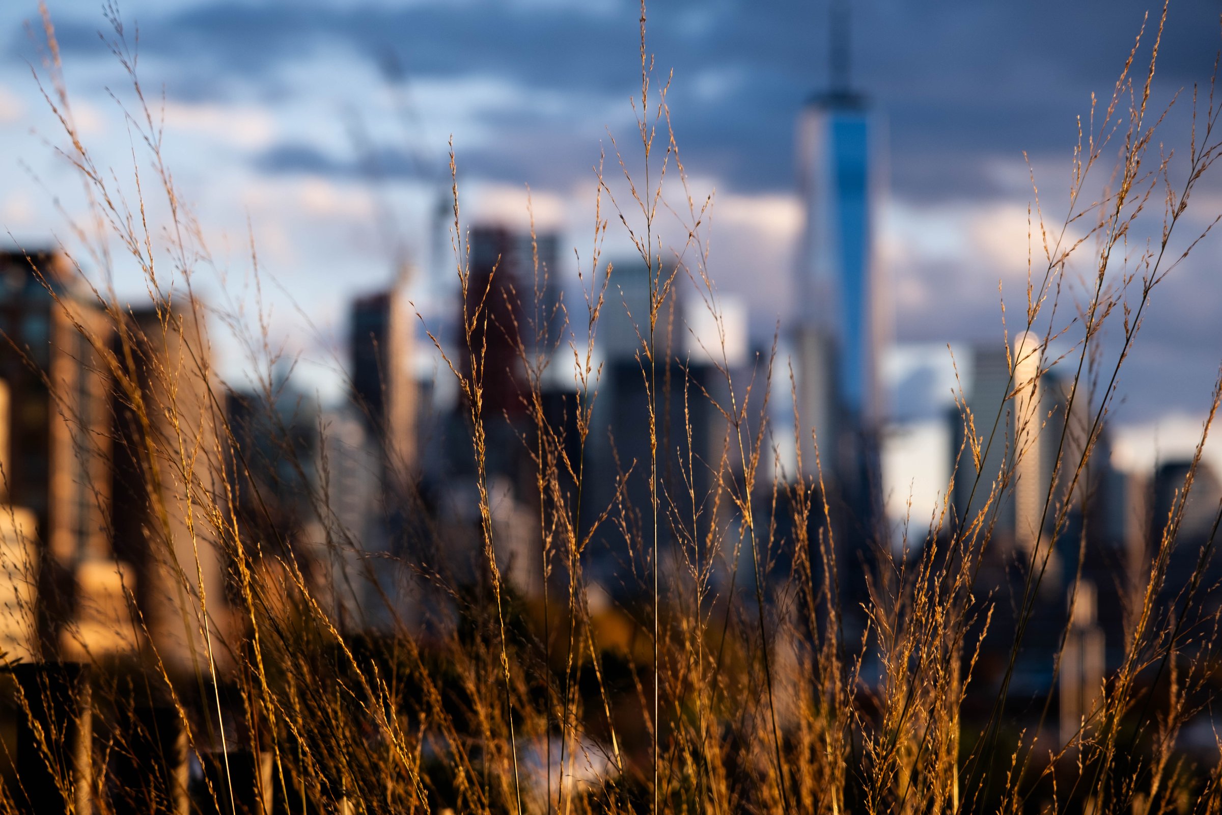 05 skyline through grasses