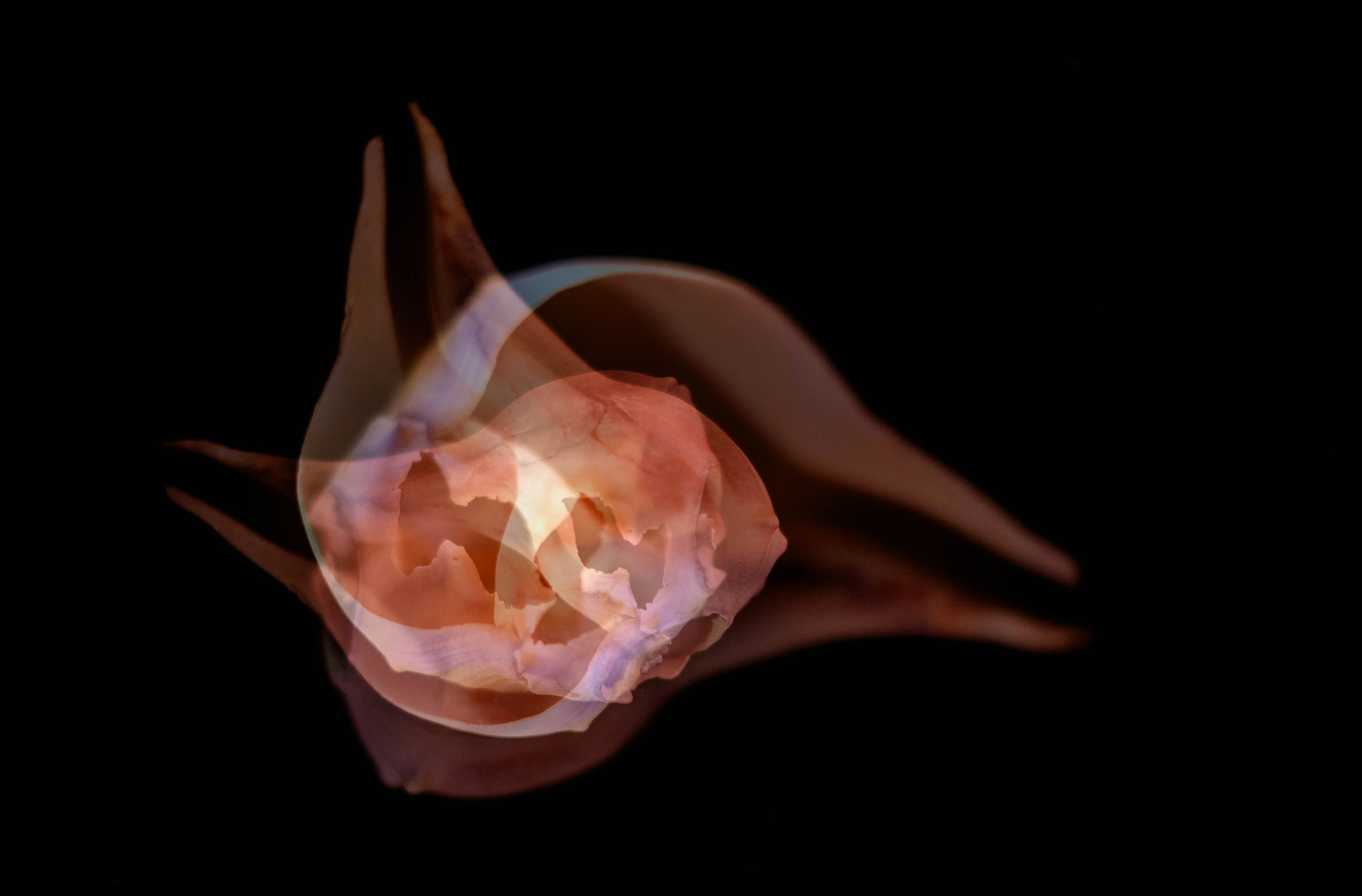 08 rose abstract