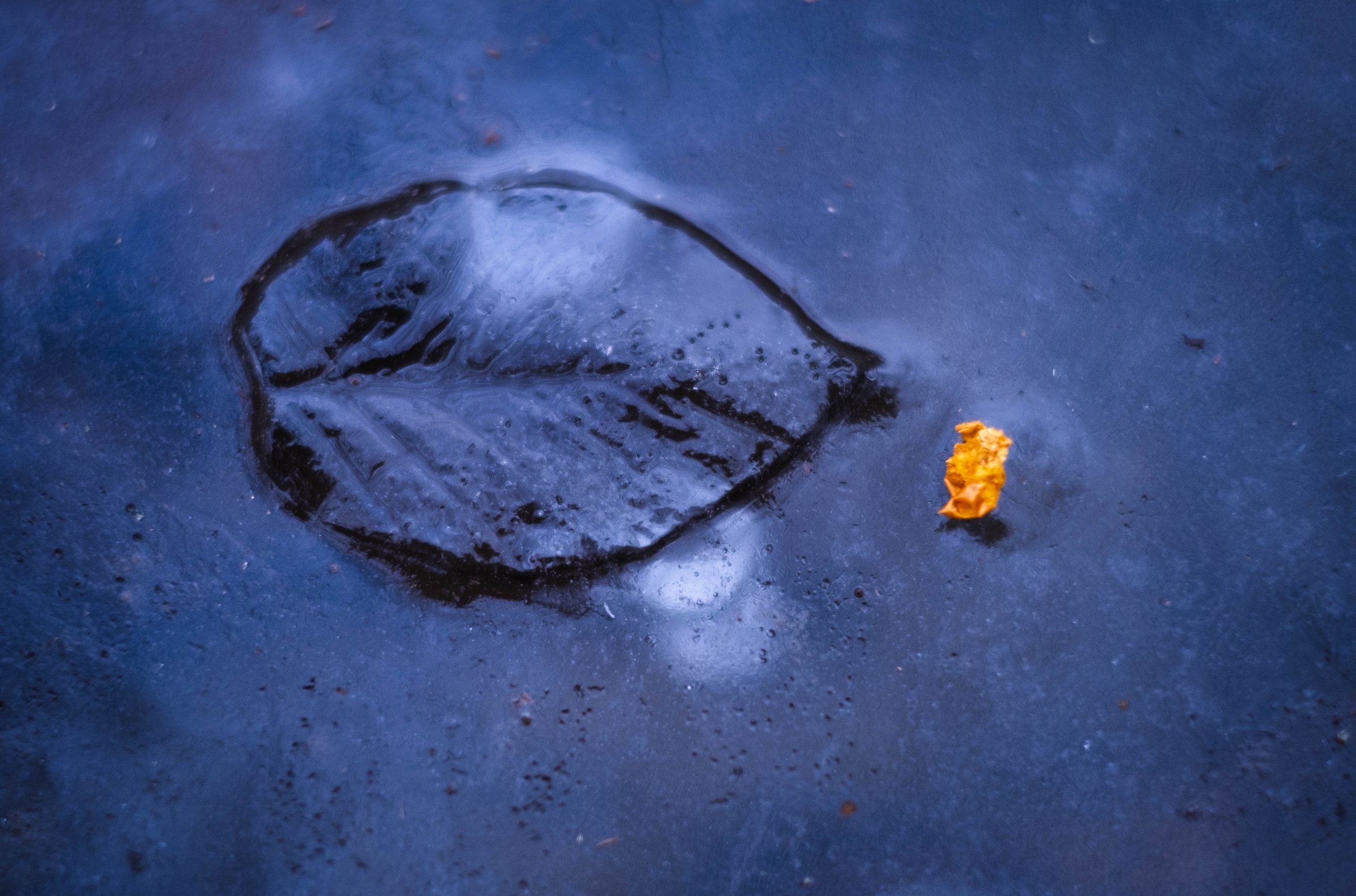 15 leaf in ice