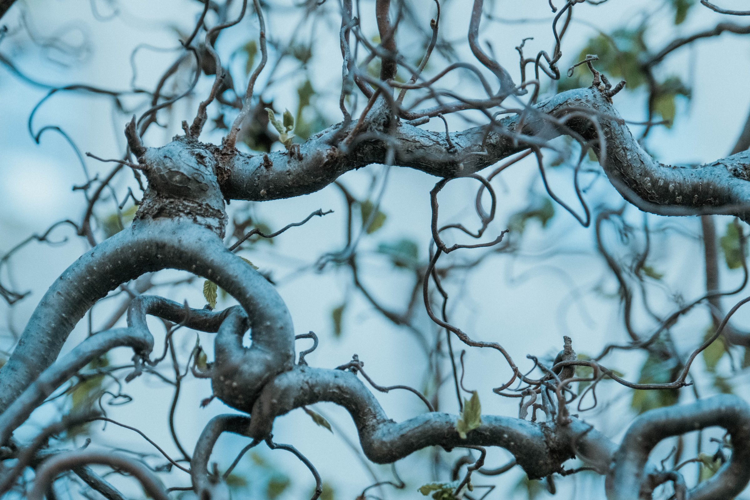 21 twisted branches